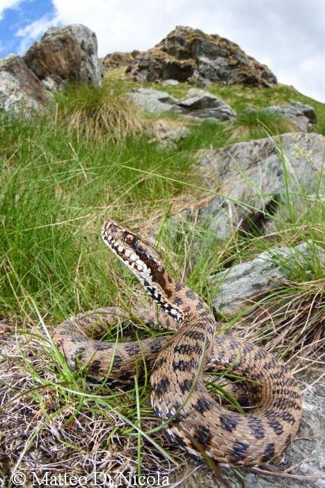 Nuova specie di vipera in Italia - Vipera walser